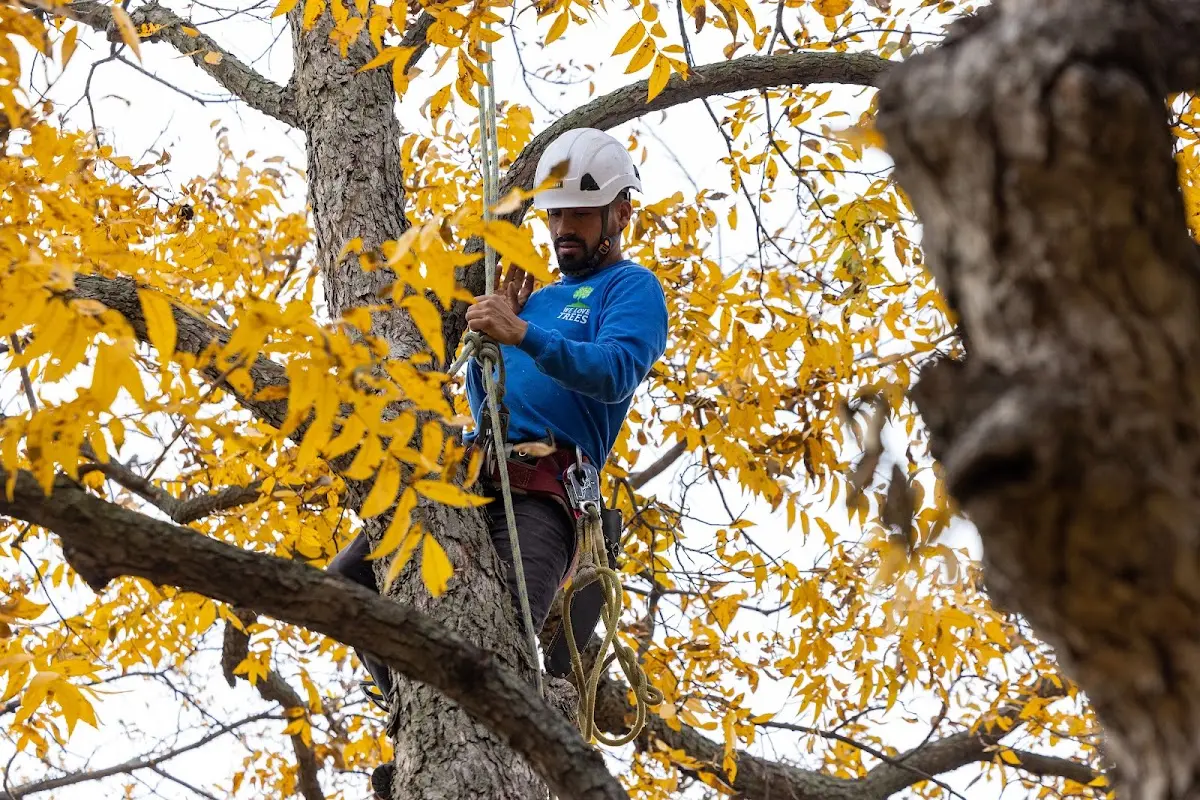 Skilled Tree Trimming crew working in Clitherall